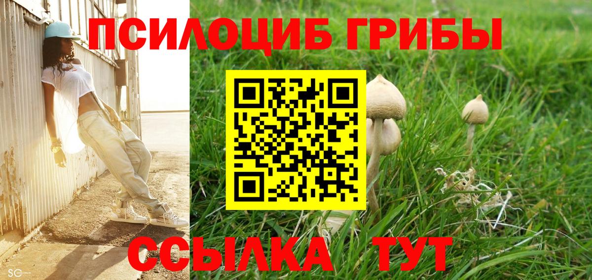 Чита  Псилоцибиновые грибы Cubensis  Вход с VPN 